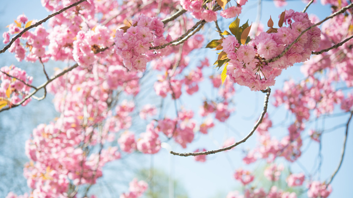 Beautiful pink flowers in full bloom in spring