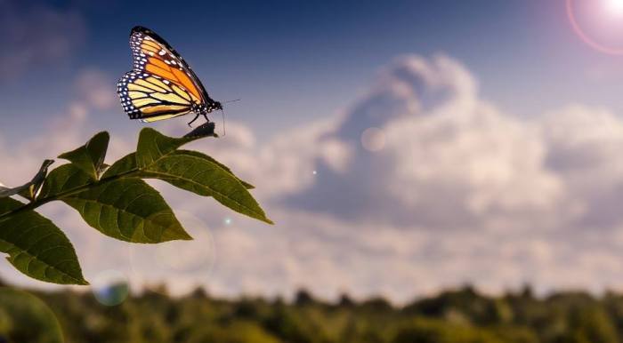 Image showing a view of a butterfly sitting on the tip of leaves