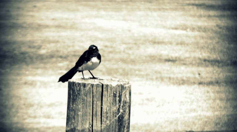 Image of a bird sitting on the solid wood tree stump